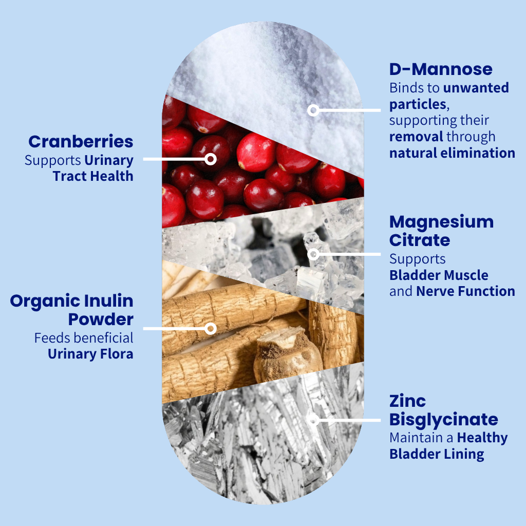 An infographic on a light blue background showing a vertical capsule-shaped collage of bladder health ingredients with callout labels. The visible ingredients and benefits include cranberries for urinary tract health, D-Mannose for natural elimination, magnesium citrate for bladder muscle and nerve function, and zinc bisglycinate for a healthy bladder lining.